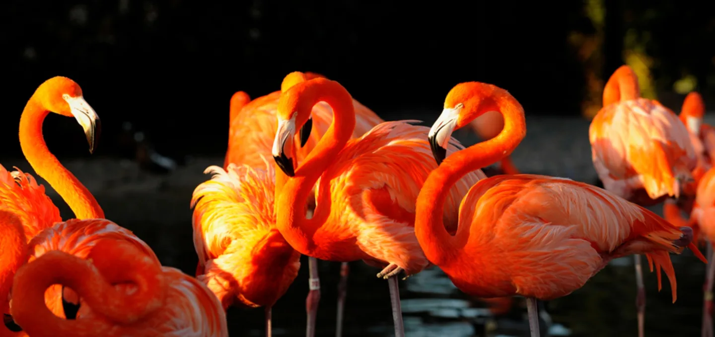 image LAND Alubild Flamingos | Schubiger Möbel