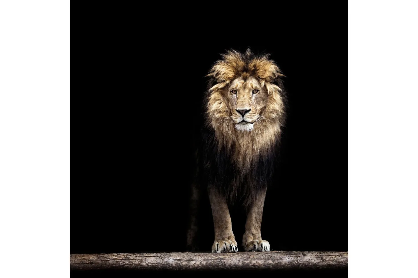 Tavla Lion - 50x50 cm