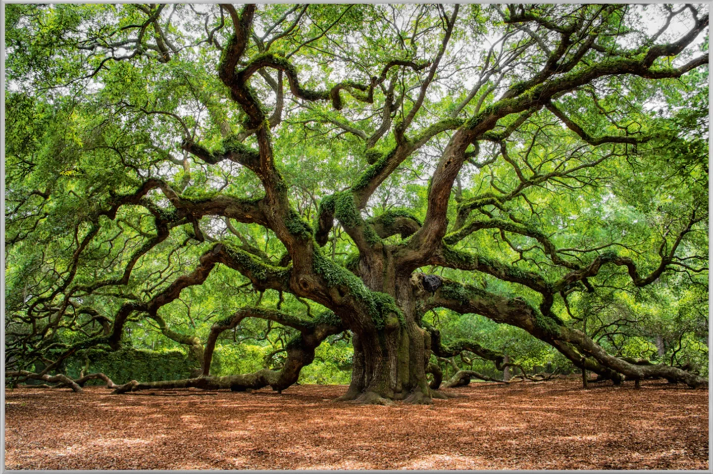 image LAND Bild mit Rahmen Verzweigter Baum | Schubiger Möbel