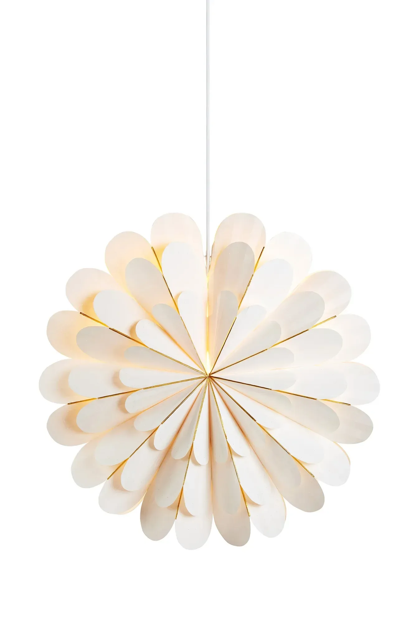 Marigold Stern Weiß 60 cm
