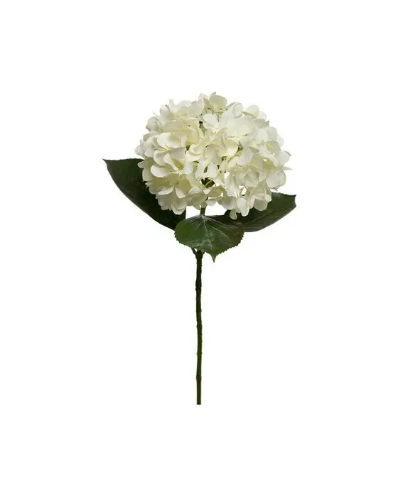 Hortensie Schnittblume weiß