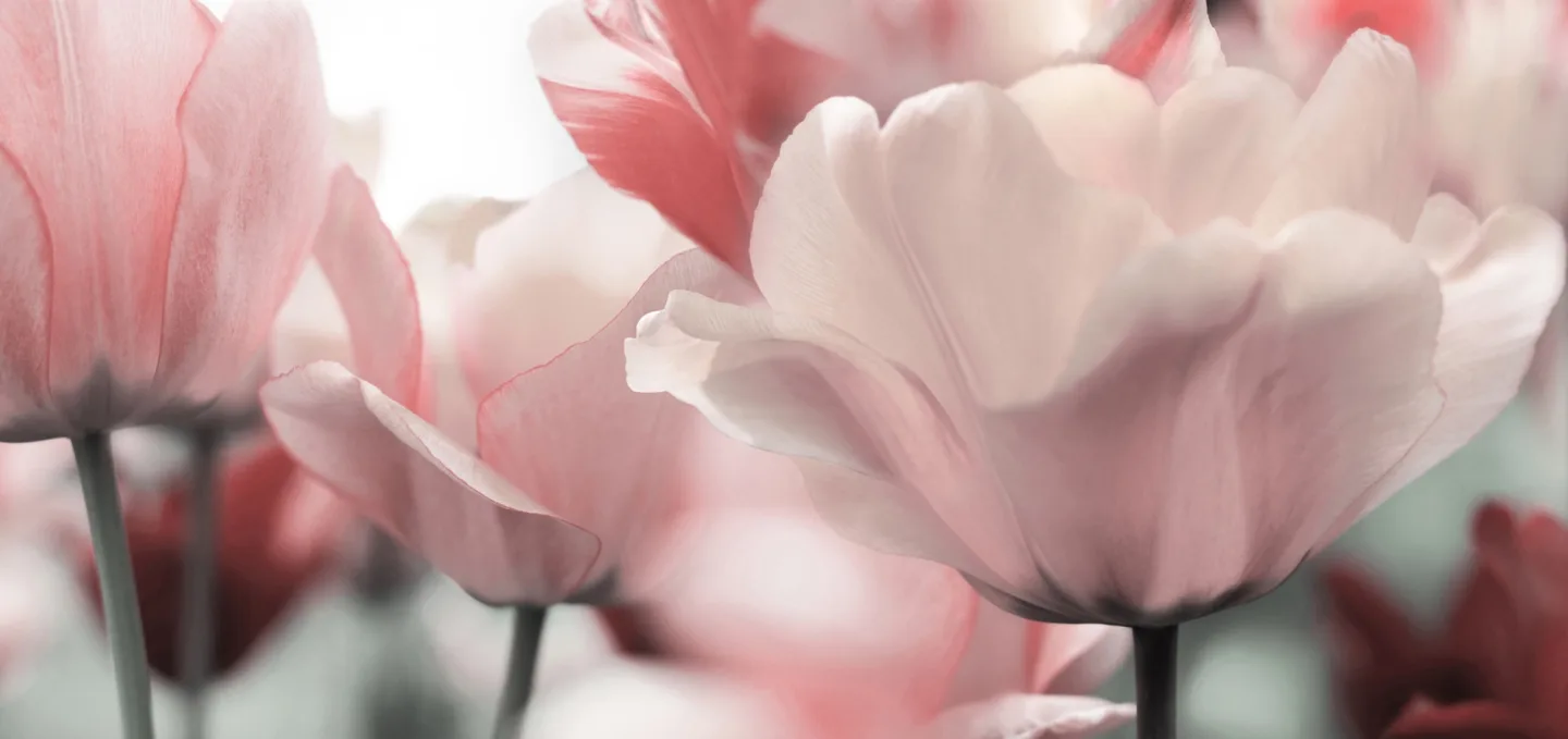 image LAND Canvas Blüten in Rose | Schubiger Möbel
