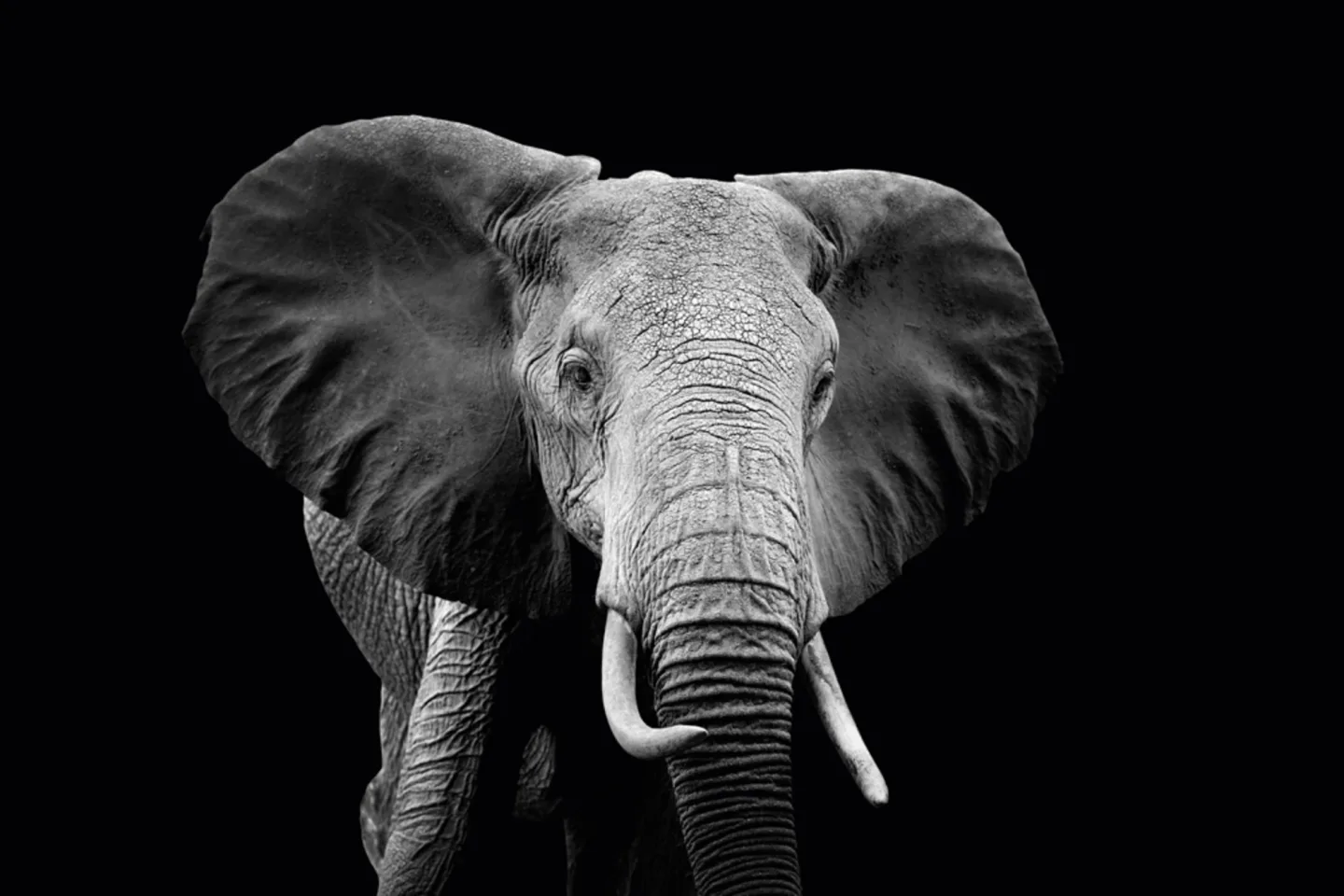 image LAND Alubild Majestätischer Elefant | Schubiger Möbel