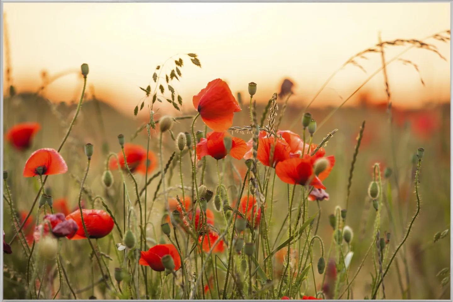 image LAND Bild mit Rahmen Mohnblumen 3 | Schubiger Möbel