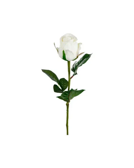 Rose Schnittblume weiß