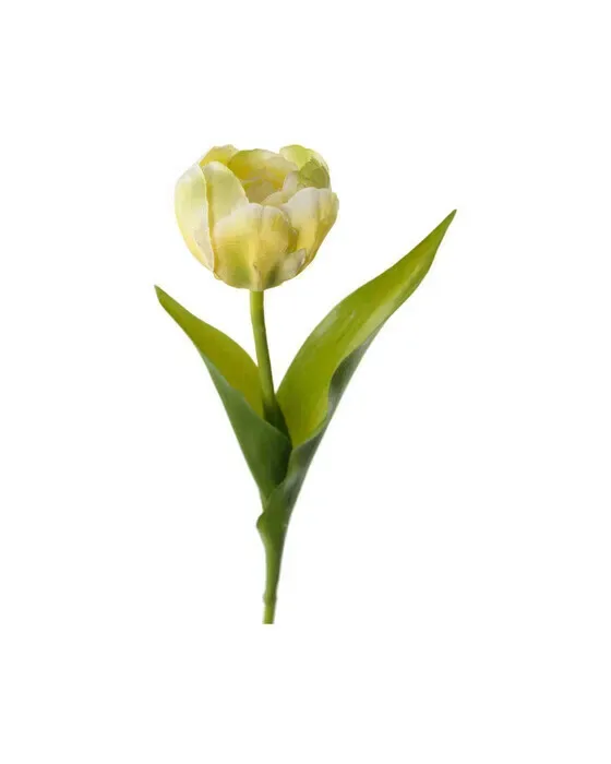 Tulipan – afskåret blomst i gul/grøn