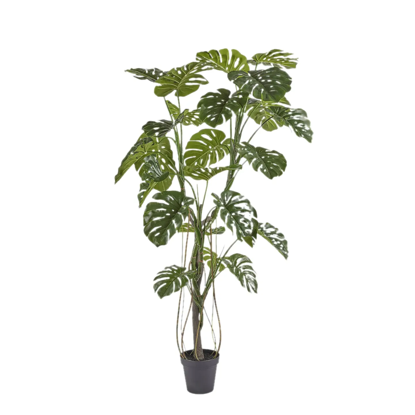 Edg Kunstpflanze Monstera H: 210 cm | Schubiger Möbel