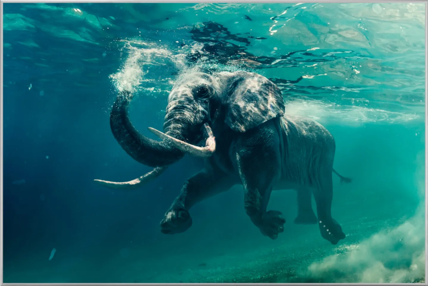 image LAND Bild mit Rahmen Schwimmender Elefant | Schubiger Möbel