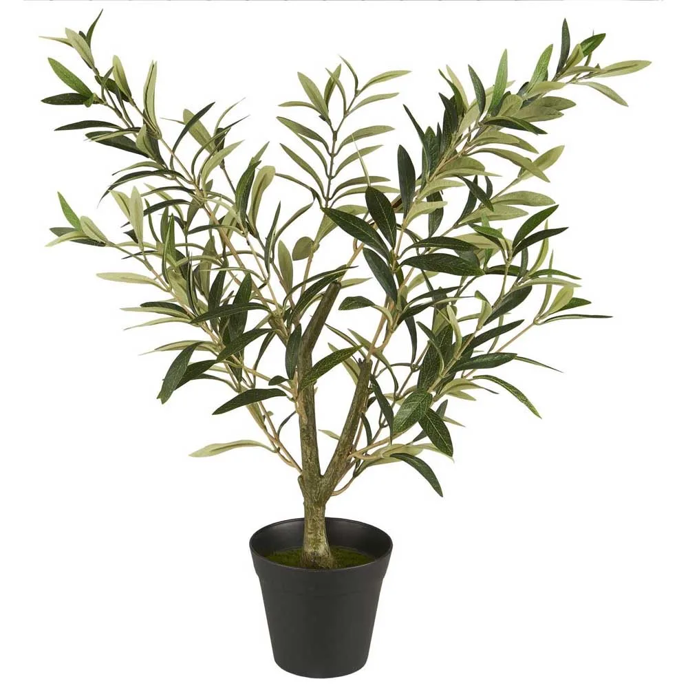 Olivbuske i kruka 67 cm