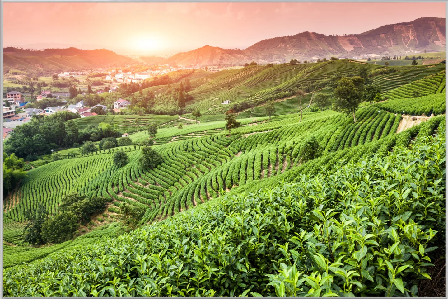 image LAND Bild mit Rahmen Weinberge Bei Sonnenuntergang | Schubiger Möbel