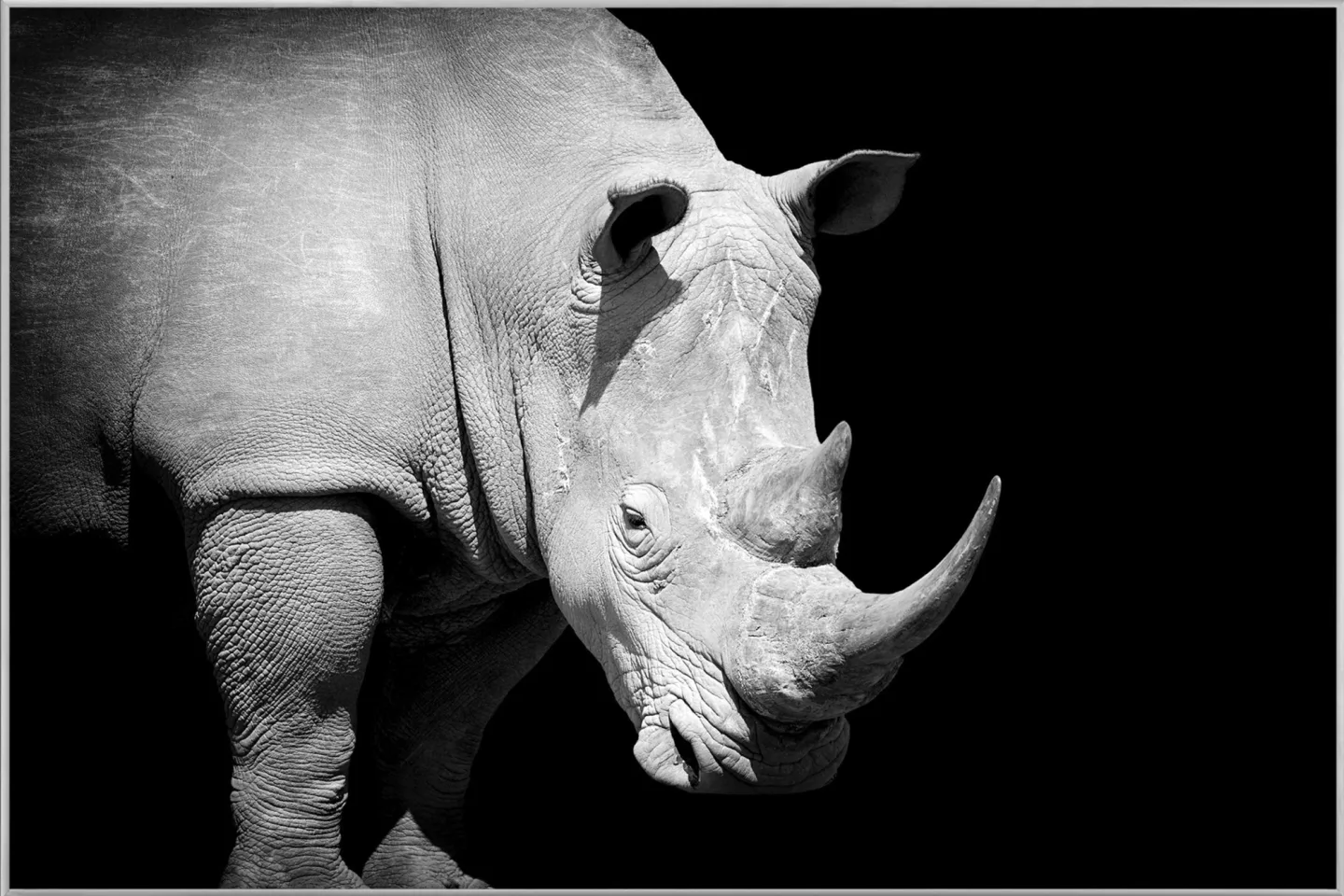 image LAND Bild mit Rahmen Nashorn | Schubiger Möbel