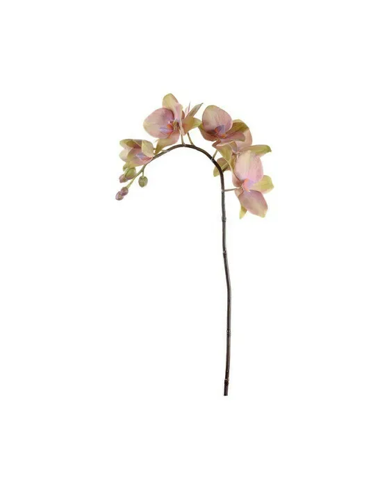 Orkidé afskårne blomster lilla