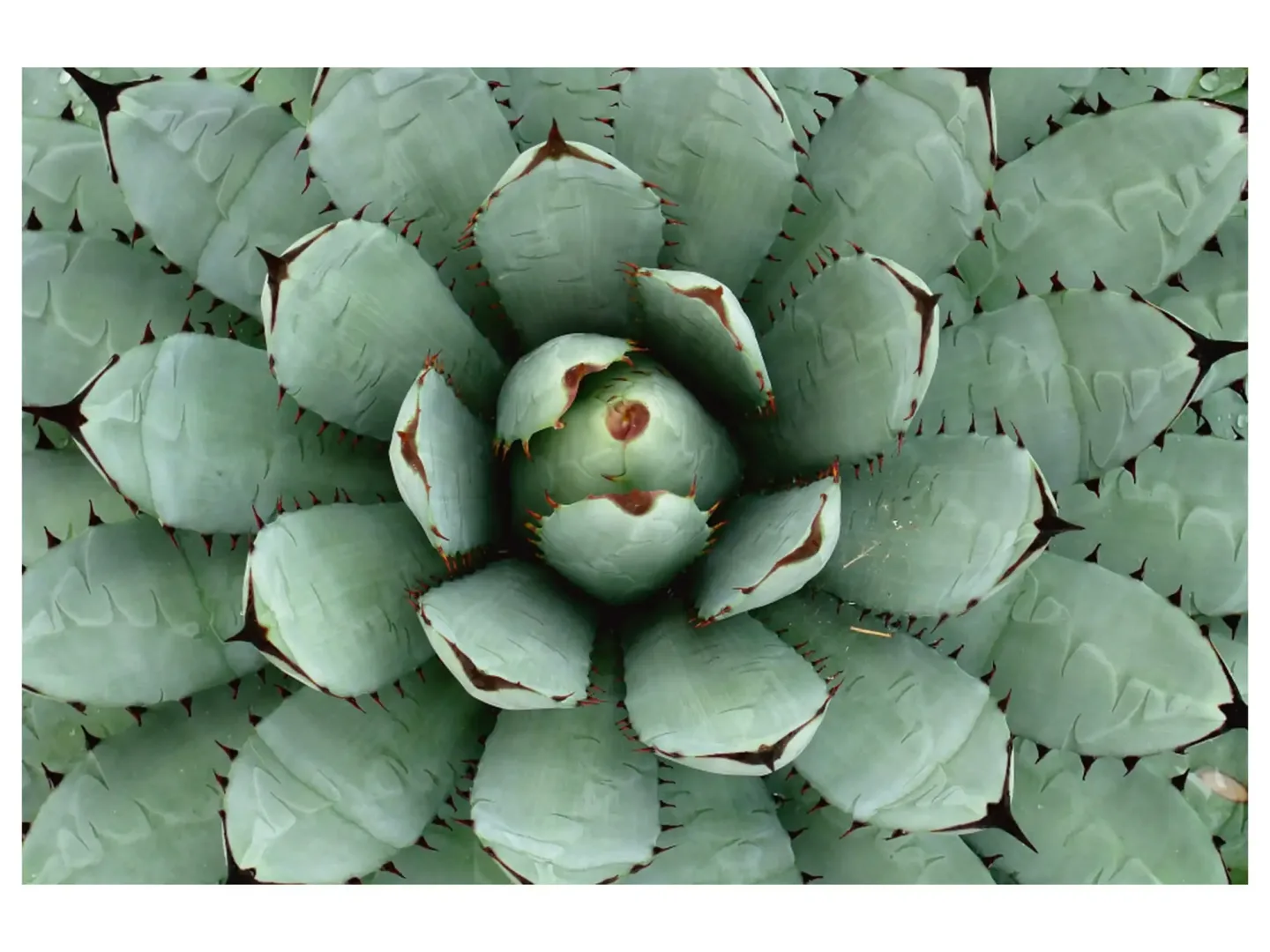image LAND Digitaldruck auf Acrylglas Agave | Schubiger Möbel