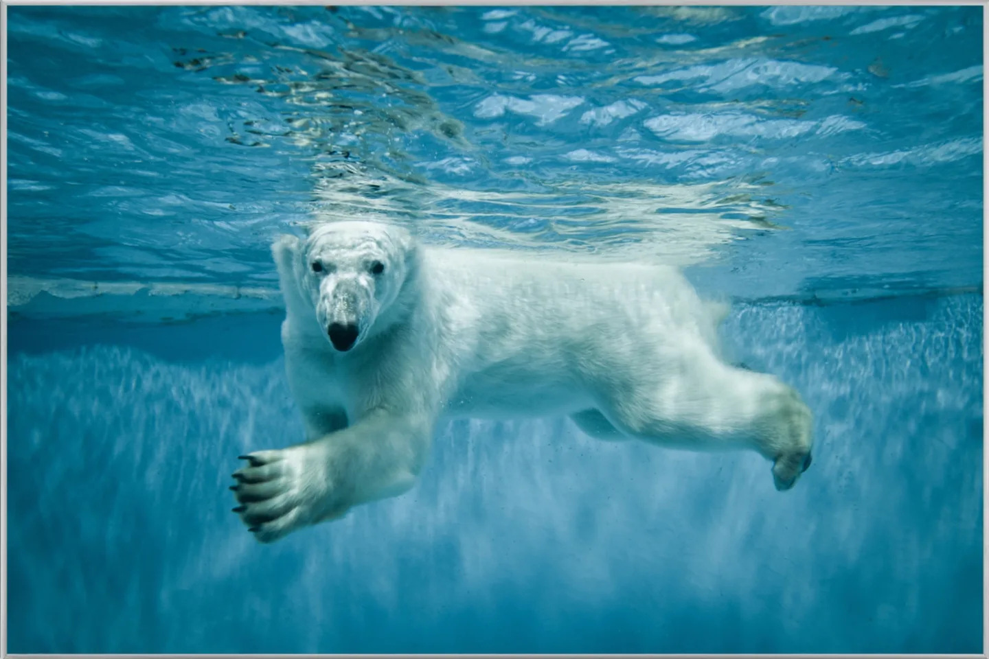 image LAND Bild mit Rahmen Eisbär | Schubiger Möbel