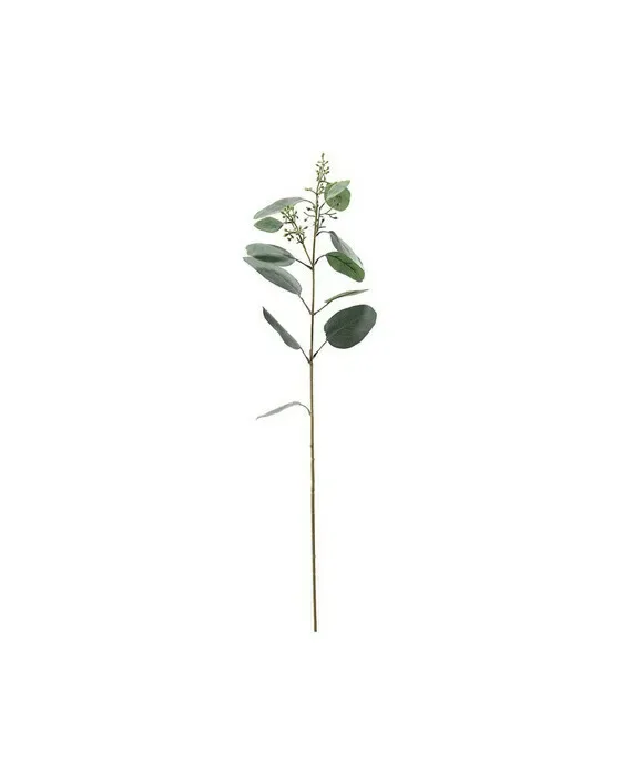 Eukalyptus afskårne blomster