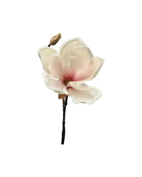Magnolia snitblomst hvid/rosa
