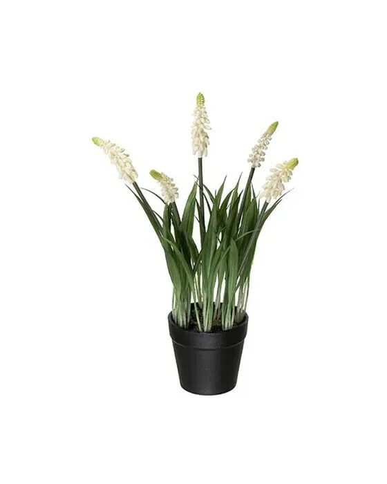 Perlehyacint potteplante hvid