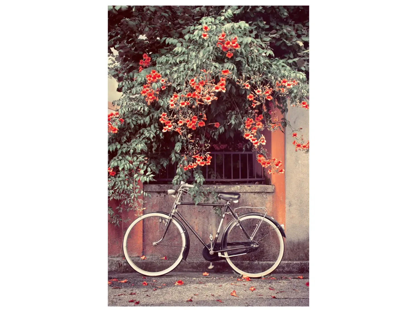 image LAND Digitaldruck auf Glas Fahrrad Unter Roten Blüten | Schubiger Möbel