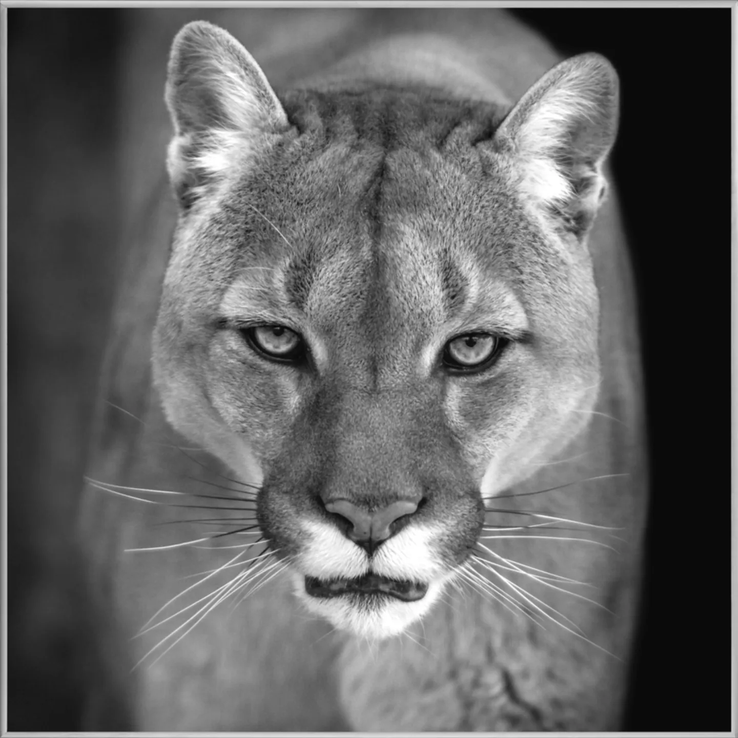 image LAND Bild mit Rahmen Puma | Schubiger Möbel