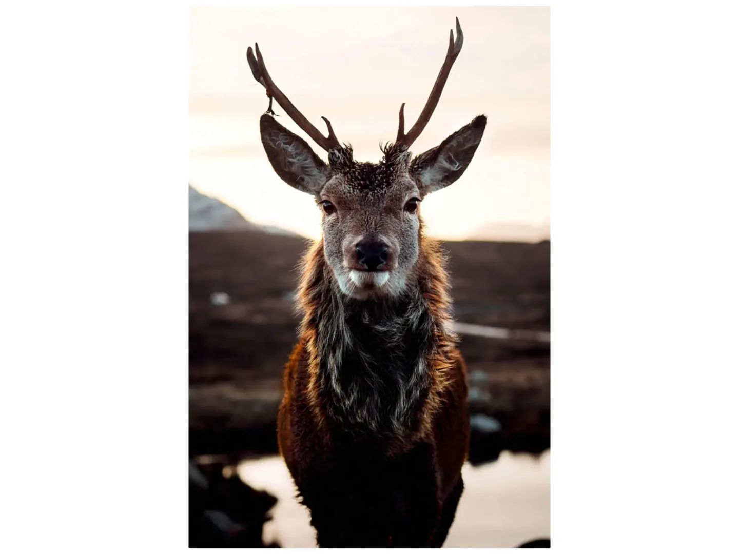 image LAND Digitaldruck auf Glas Rentier in Der Tundra | Schubiger Möbel