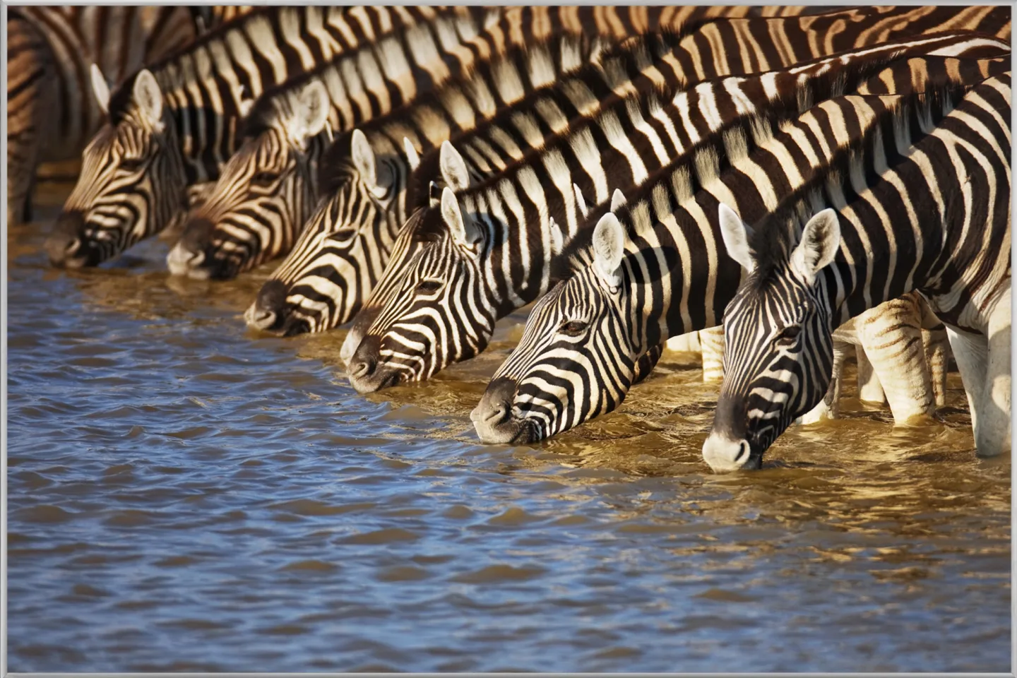 image LAND Bild mit Rahmen Zebras am Fluss | Schubiger Möbel