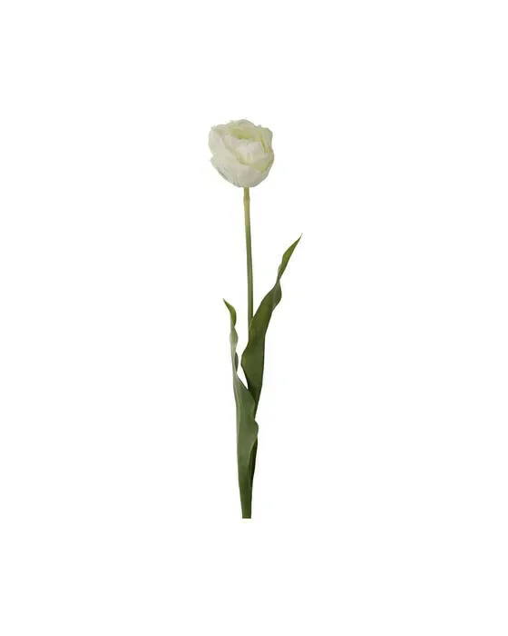Tulipan afskårne blomster cream