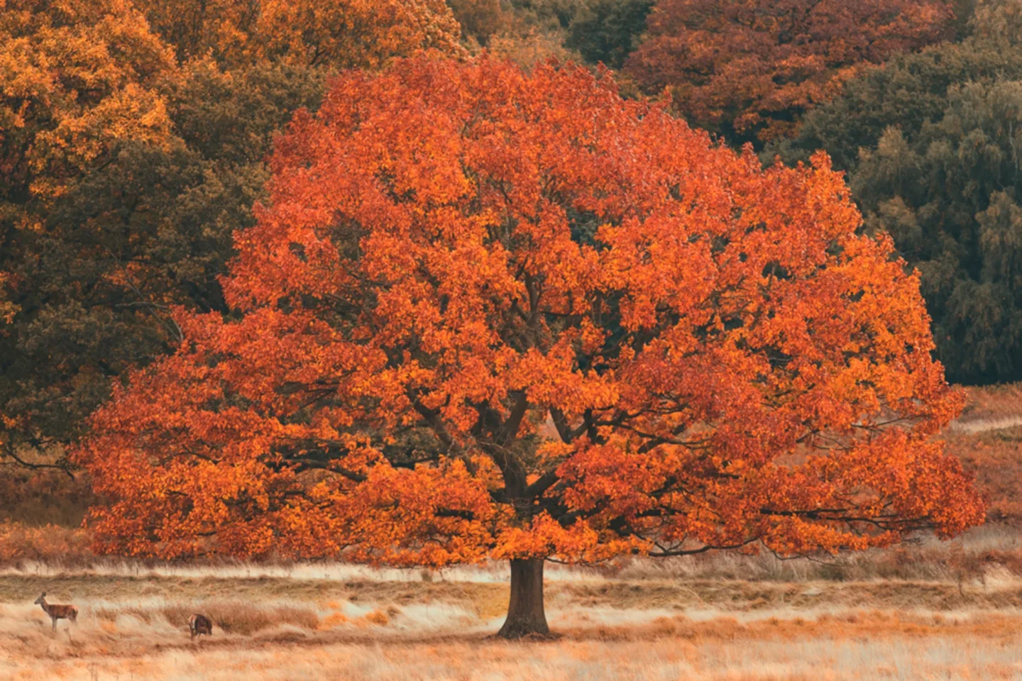image LAND Alubild Herbstbaum | Schubiger Möbel