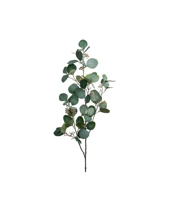 Eukalyptus Schnittblume grün