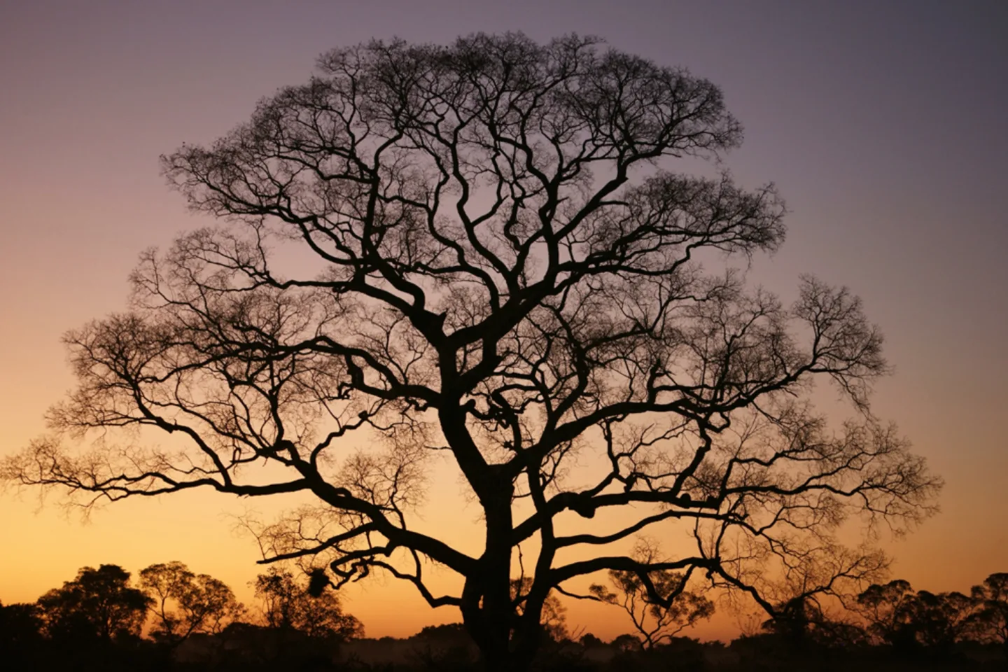 image LAND Canvas Gigantischer Baum im Sonnenuntergang | Schubiger Möbel
