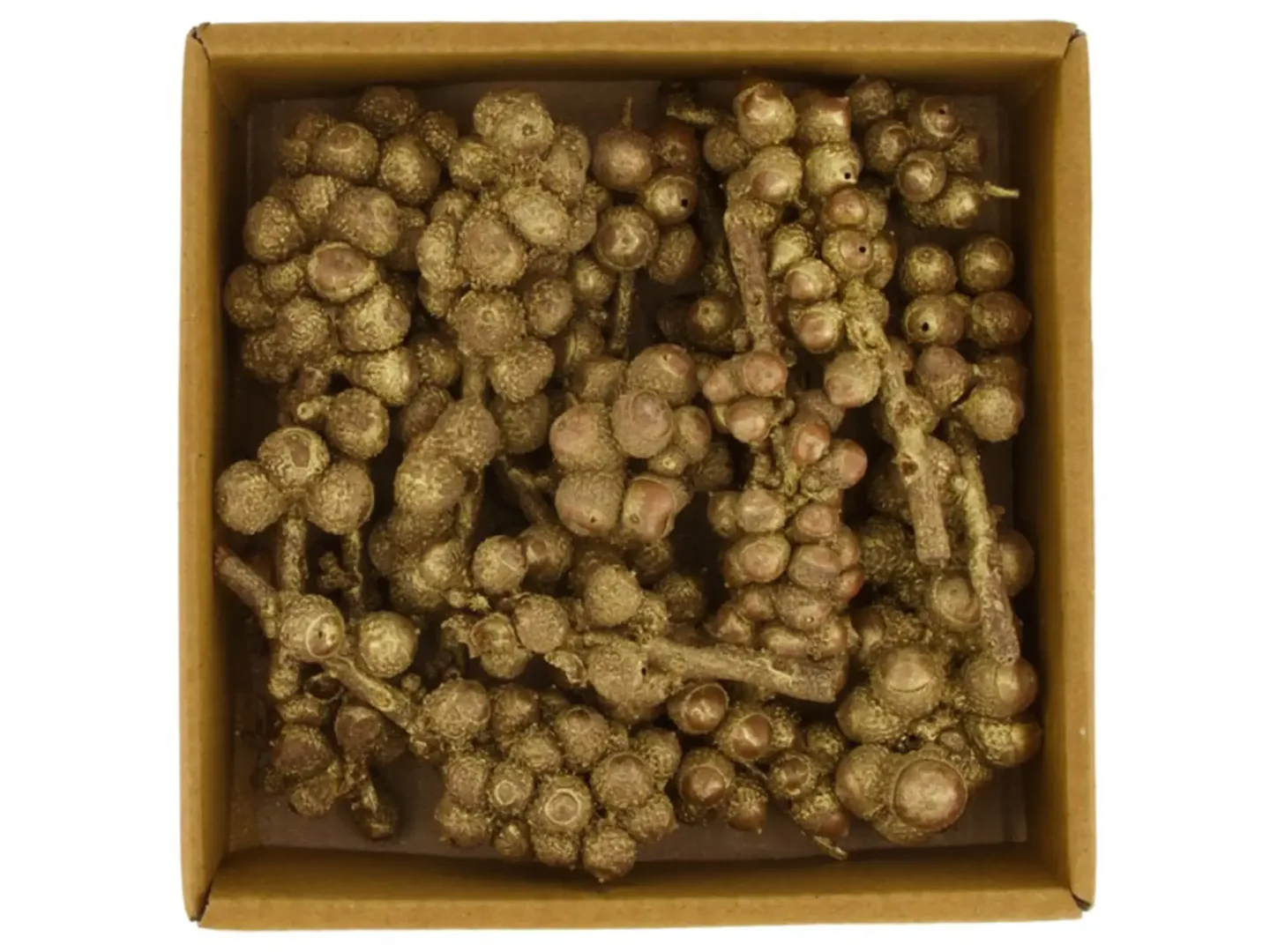 Dijk Zierfrucht Acorn, Gold-Gewischt D: cm Gelb | Schubiger Möbel