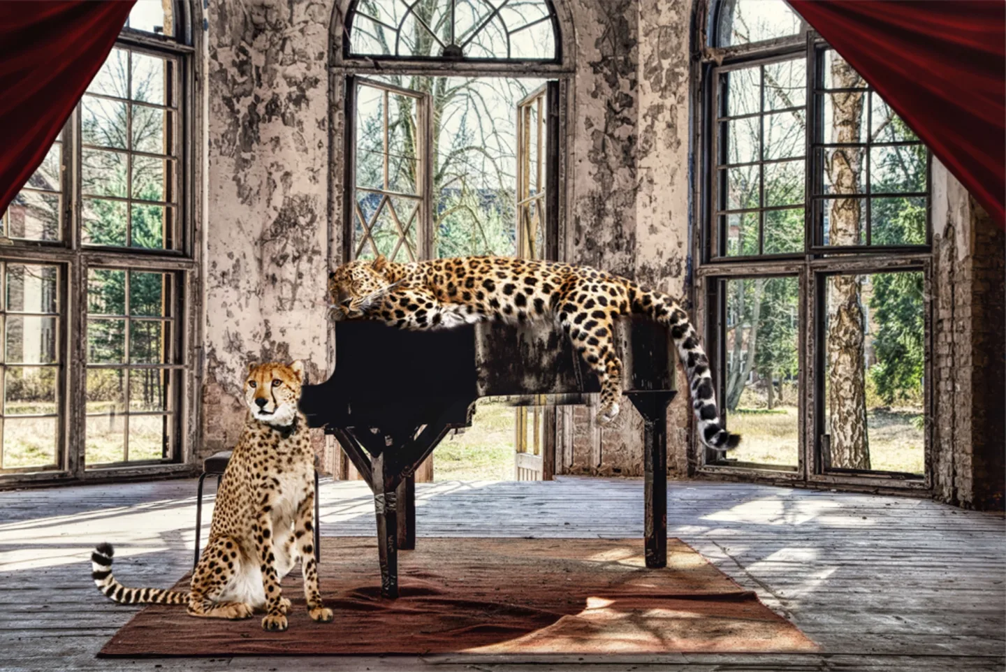 image LAND Glasbild Wild Music Cats | Schubiger Möbel