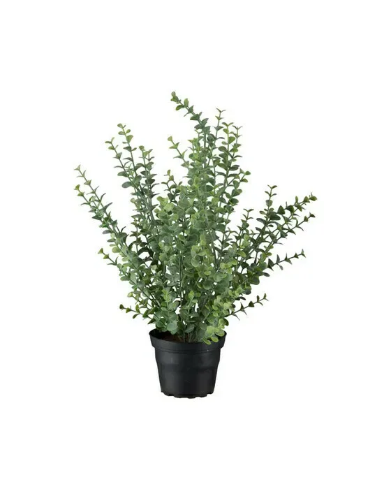 Eucalyptus potteplante ukväxt grøn