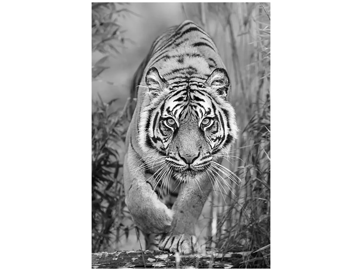 image LAND Digitaldruck auf Glas Tiger Auf Der Jagd | Schubiger Möbel