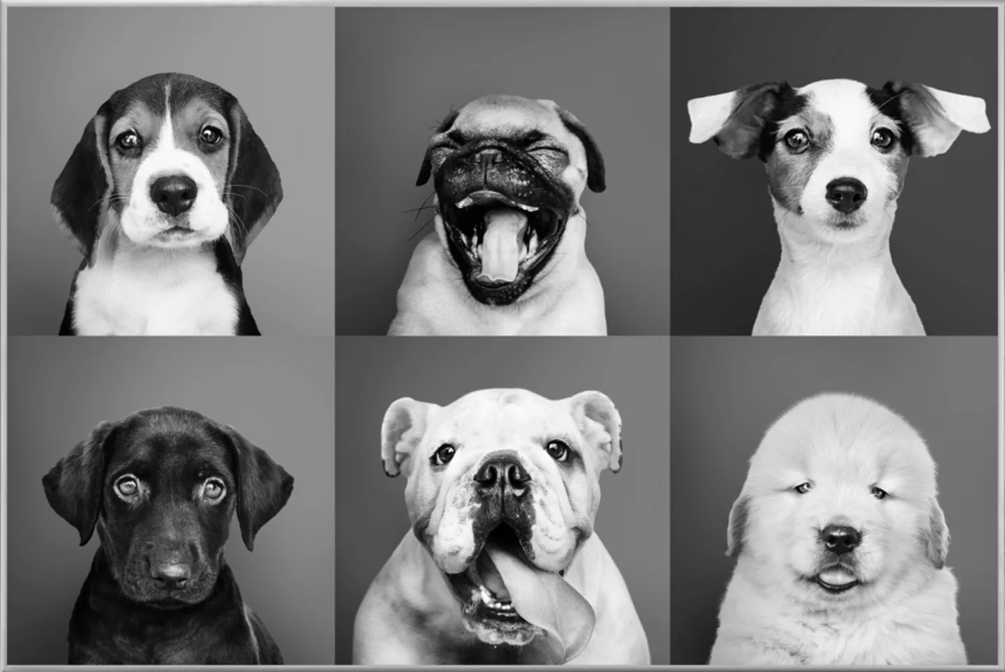 image LAND Bild mit Rahmen Lustige Hunde | Schubiger Möbel
