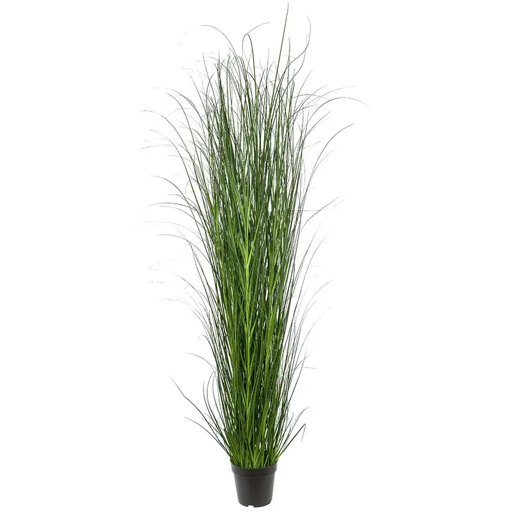 Mr Plant, Gras 170 cm