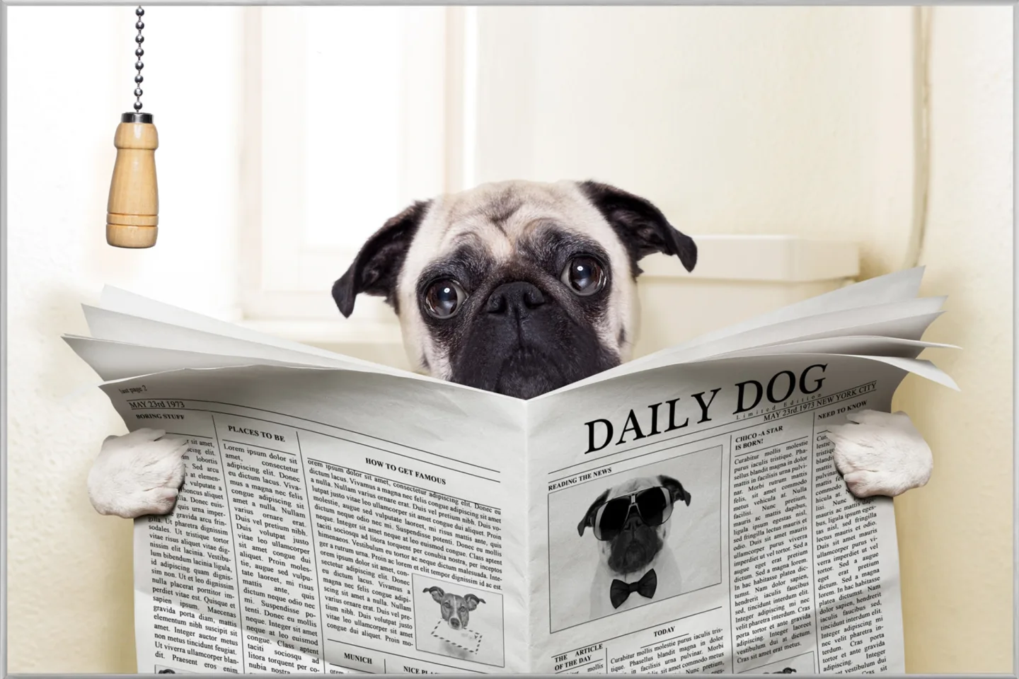 image LAND Bild mit Rahmen Mops mit Zeitung | Schubiger Möbel