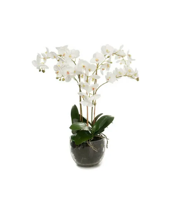 Orchidee Topfpflanze weiß