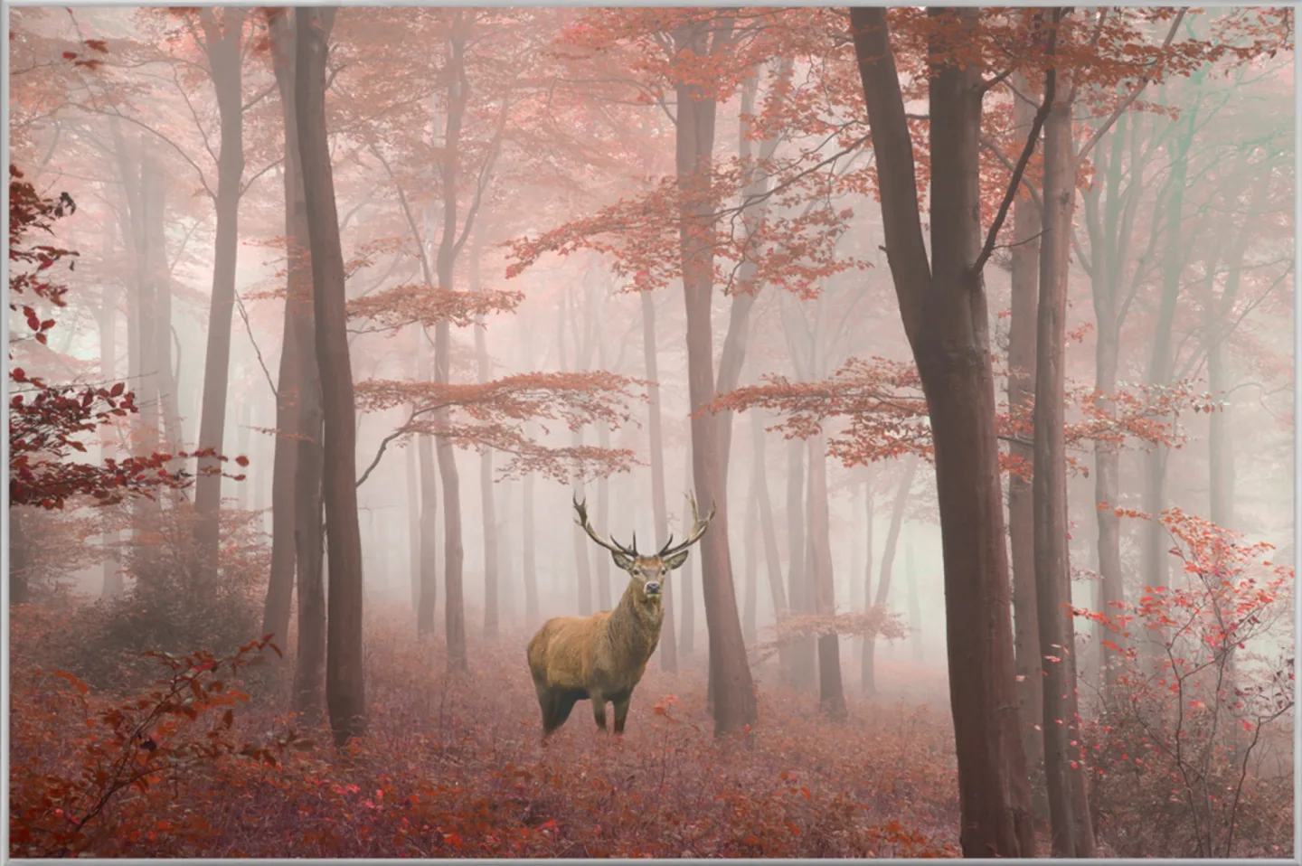 image LAND Bild mit Rahmen Hirsch im Herbstwald | Schubiger Möbel
