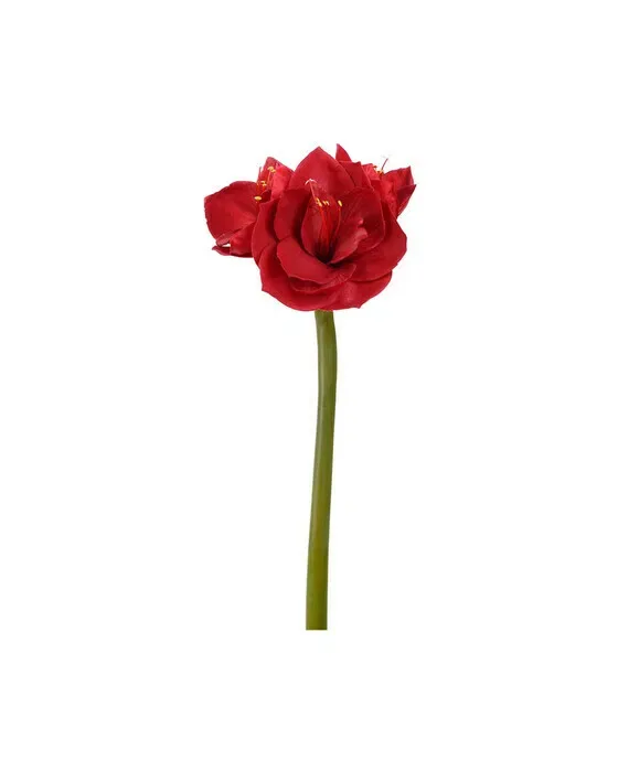 Amaryllis – afskåret blomst i rød