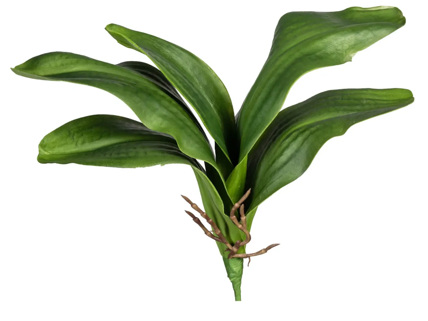 Gasper Kunstblume Orchideenblätter mit Wurzeln H: 37 cm | Schubiger Möbel