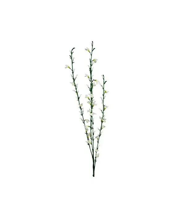 Ginst afskåret blomst hvid