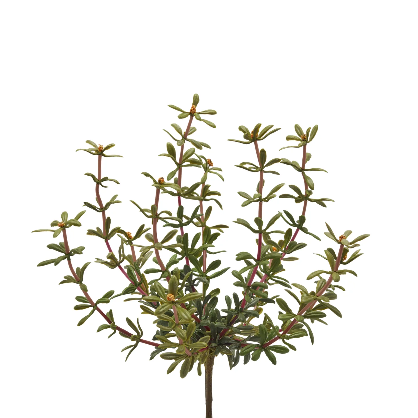 Edg Kunstblume Portulak Orange H: 27 cm | Schubiger Möbel