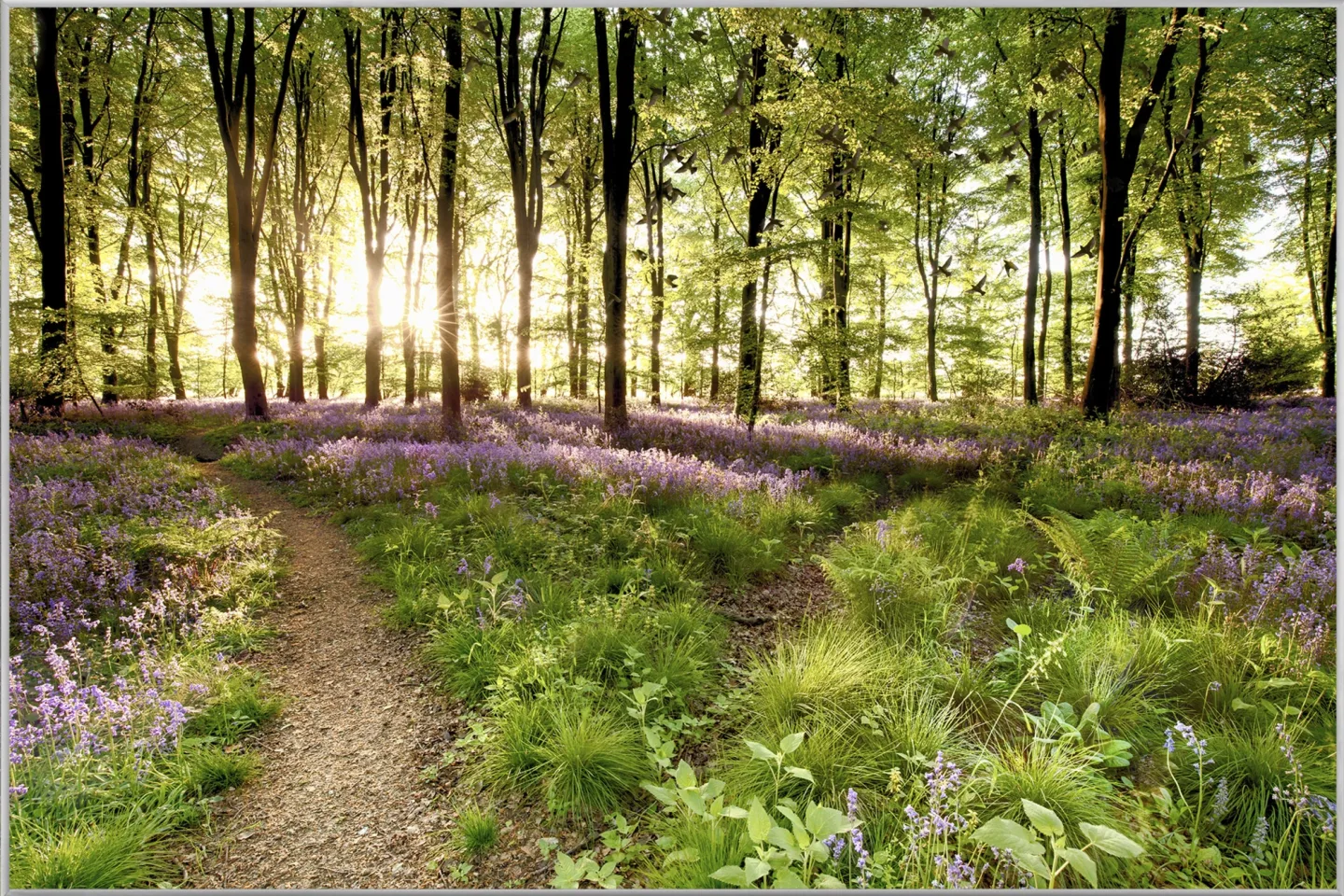 image LAND Bild mit Rahmen Waldweg | Schubiger Möbel