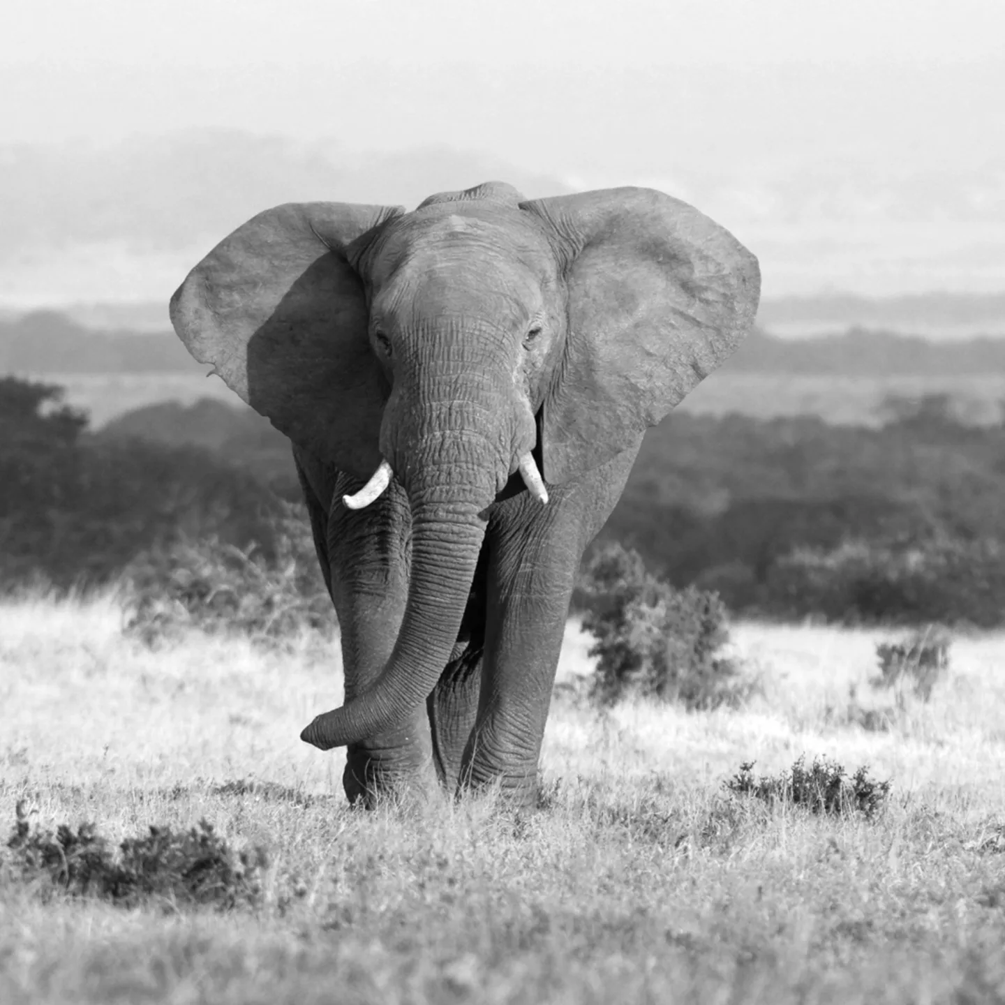 image LAND Canvas Elefant in Der Steppe | Schubiger Möbel