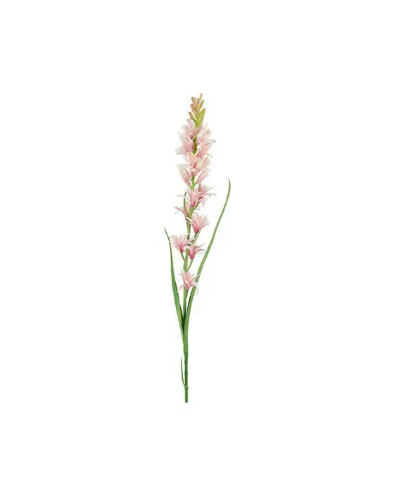 Tuberose afskåret blomst lyserød