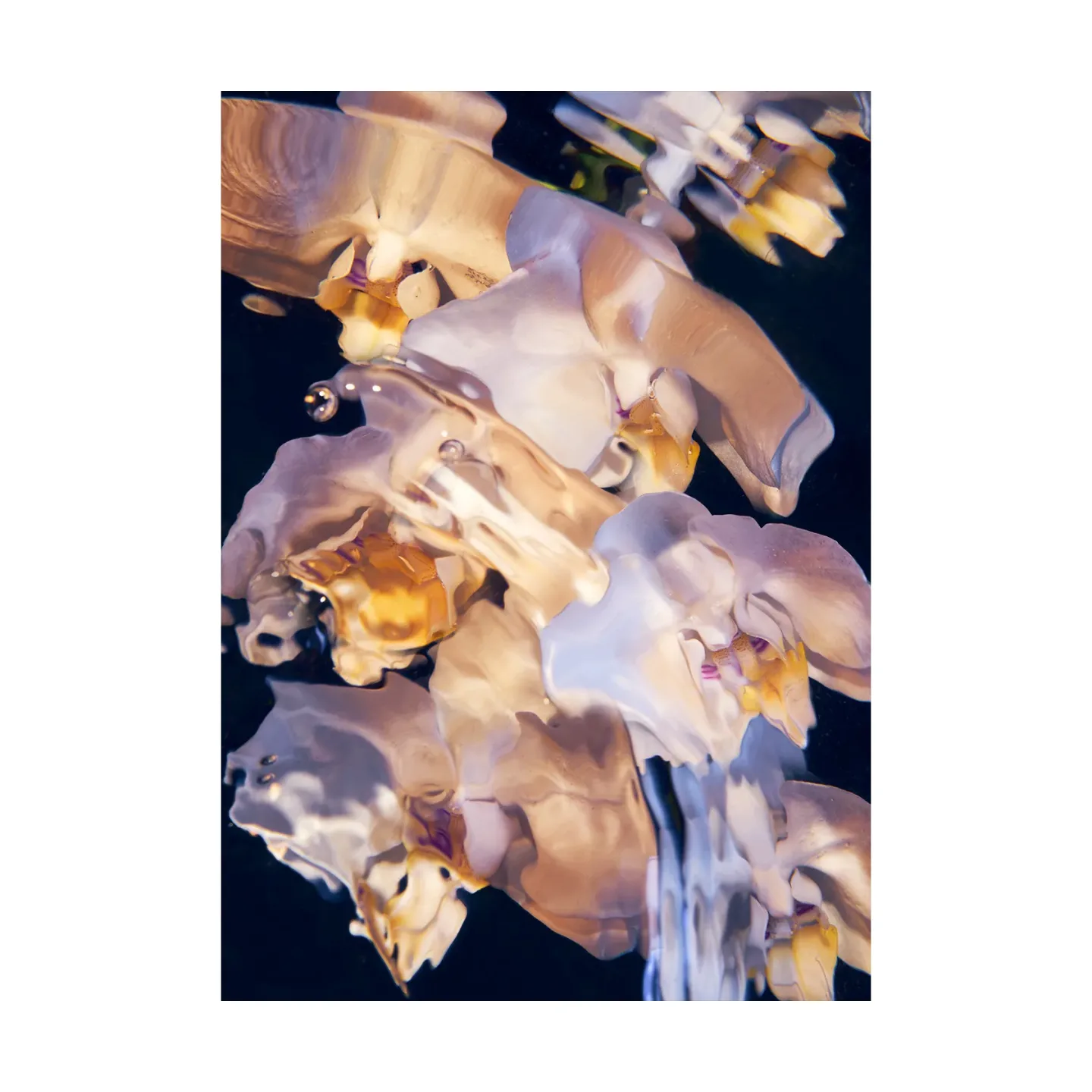 Paper Collective Flora Aquatica 01 Poster 50x70 cm