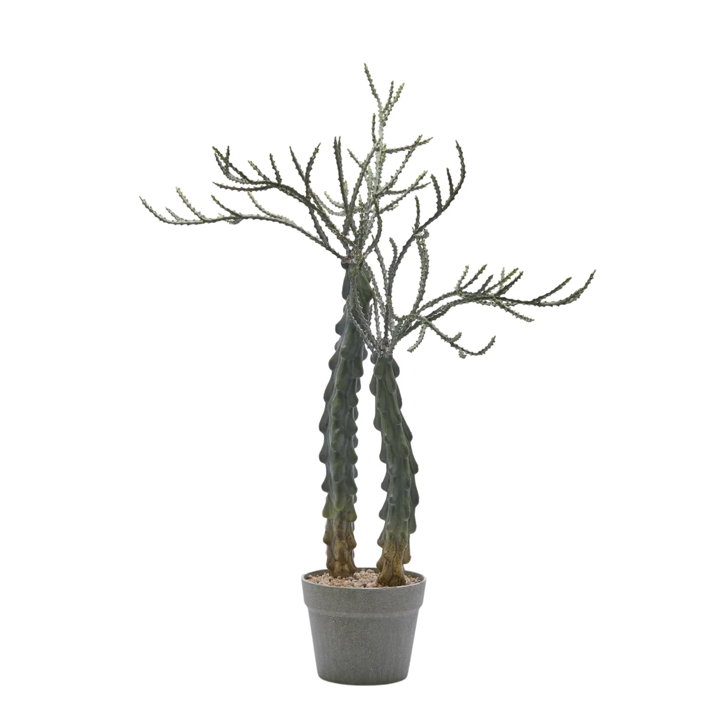 Edg Kunstpflanze Kakuts im Topf H: 75 cm | Schubiger Möbel