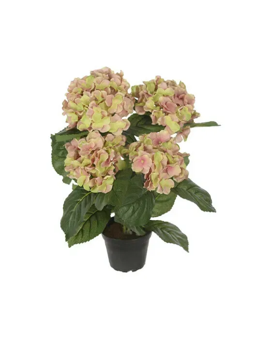 Hortensia potteplante lyserød/grøn