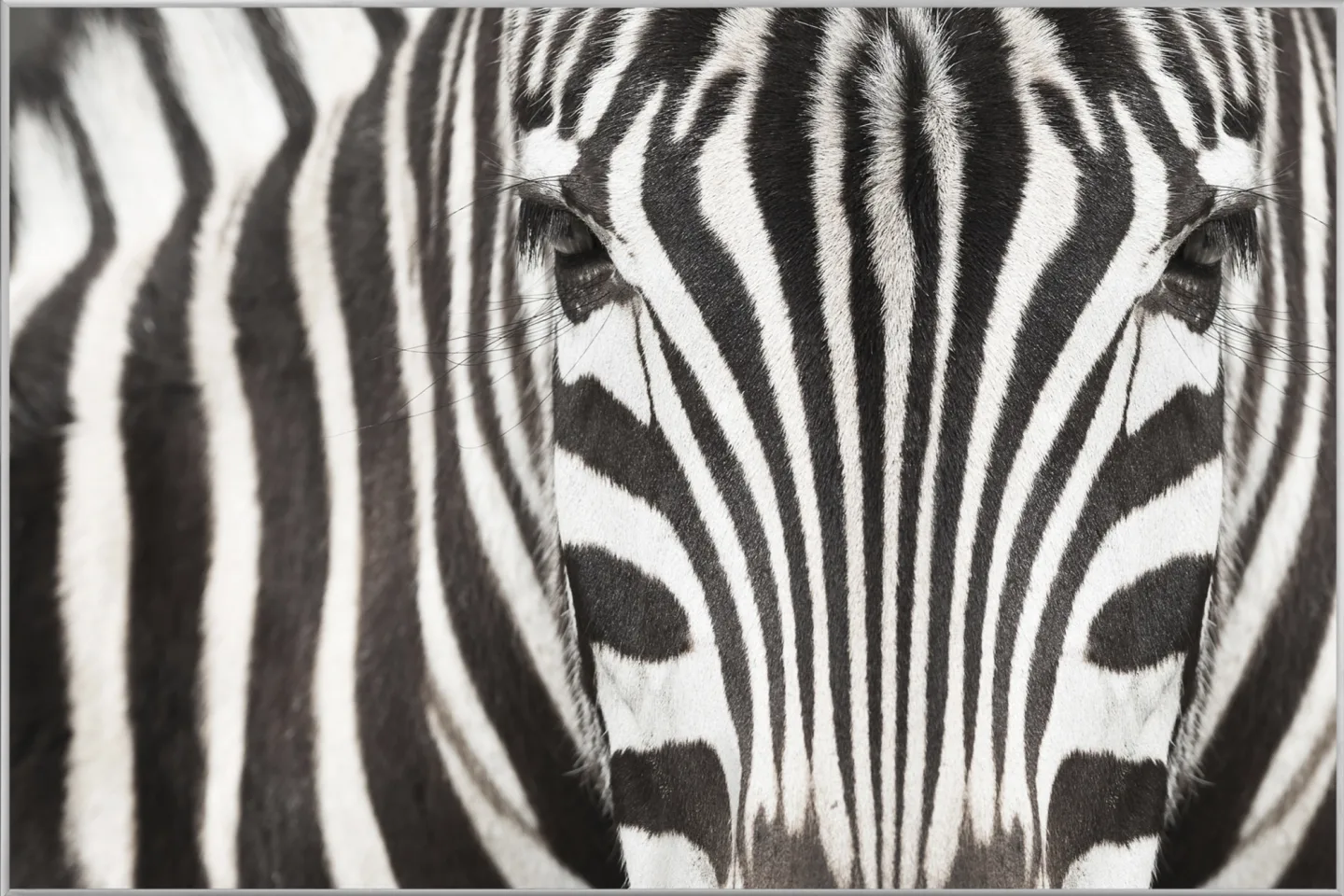 image LAND Bild mit Rahmen Zebra | Schubiger Möbel