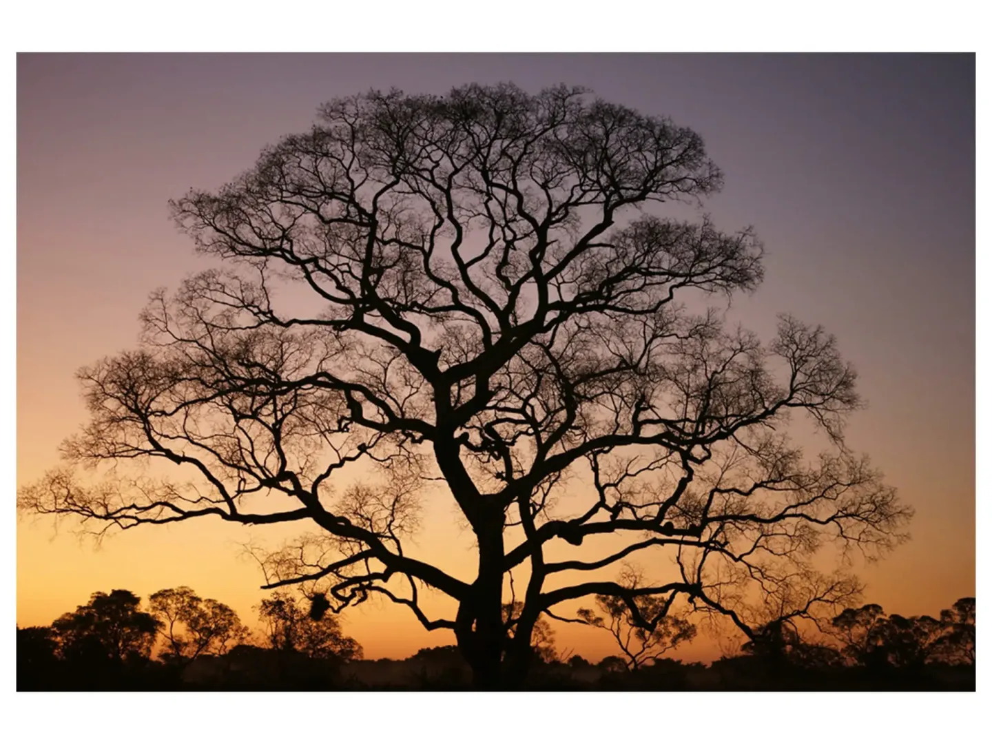 image LAND Digitaldruck auf Glas Gigantischer Baum im Sonnenuntergang | Schubiger Möbel